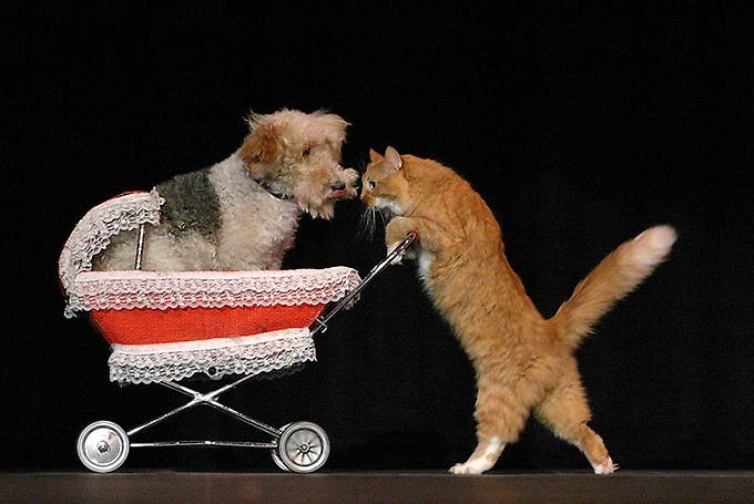 Popovich Comedy Pet Theater Las Vegas show photo