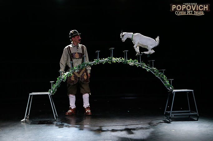 Popovich Comedy Pet Theater Las Vegas show photo